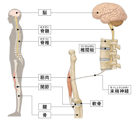 運動器の基礎知識（神経、筋肉）