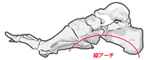 足部のアーチ構造