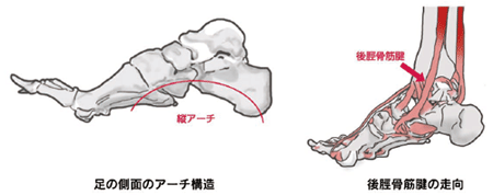 原因と病態