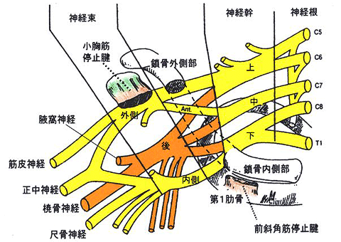 図1　腕神経叢