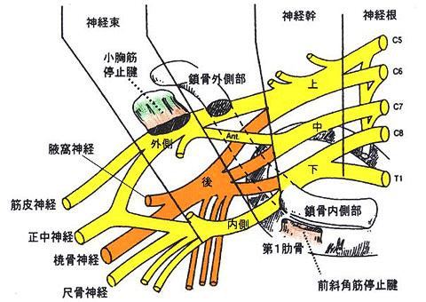 神経 叢 腕