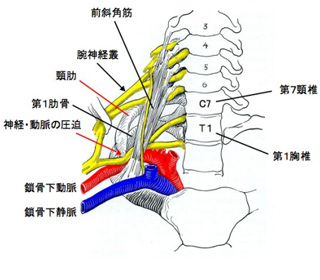 「頚肋」｜日本整形外科学会 症状・病気をしらべる