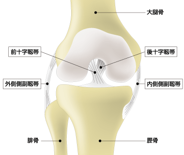 「膝関節内側側副靭帯損傷」の画像検索結果